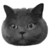 🐈‍⬛️ Эмодзи «🐈‍⬛ котики» для Telegram