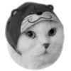 🐈‍⬛️ Эмодзи «🐈‍⬛ котики» для Telegram