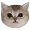 Эмодзи 🐈‍⬛ котики для Telegram — скачать