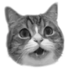 🐈‍⬛️ Эмодзи «🐈‍⬛ котики» для Telegram