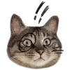 🐈‍⬛️ Эмодзи «🐈‍⬛ котики» для Telegram
