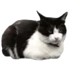 🐈‍⬛️ Эмодзи «🐈‍⬛ котики» для Telegram