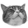 🐈‍⬛️ Эмодзи «🐈‍⬛ котики» для Telegram