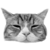 🐈‍⬛️ Эмодзи «🐈‍⬛ котики» для Telegram