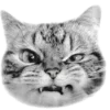 🐈‍⬛️ Эмодзи «🐈‍⬛ котики» для Telegram