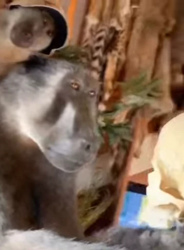 🐵 Стикер «marcios» для Telegram