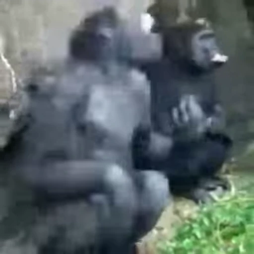 🐵 Стикер «marcios» для Telegram