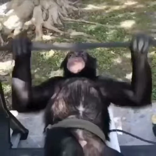 🐵 Стикер «marcios» для Telegram