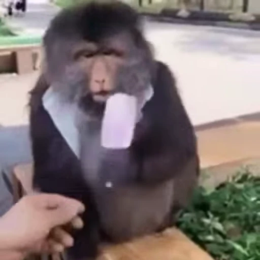 🐵 Стикер «marcios» для Telegram