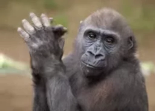 🐵 Стикер «marcios» для Telegram