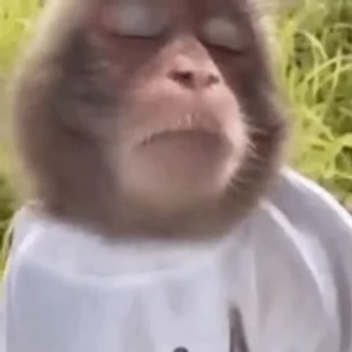 🐵 Стикер «marcios» для Telegram