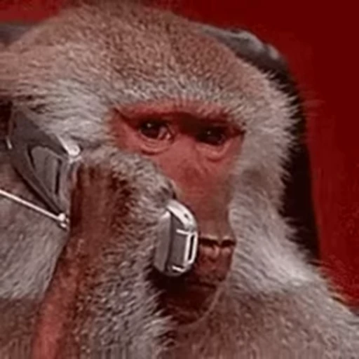 🐵 Стикер «marcios» для Telegram