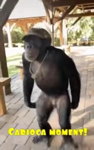 🐵 Стикер «marcios» для Telegram