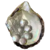 🐚 Эмодзи «matcha blanc» для Telegram