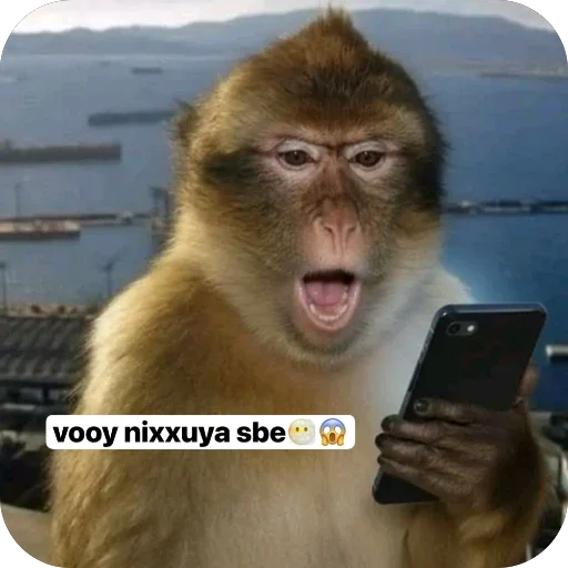 Стикерпак Maymunla 4.0 для Telegram — скачать