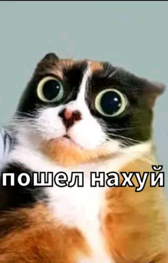 Стикерпак Майонез для Telegram — скачать
