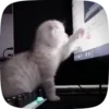 🌟 Эмодзи «Mzlff» для Telegram