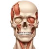 🤩 Эмодзи «med» для Telegram