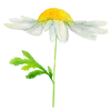 🌼 Эмодзи «Цветы Растения Звери» для Telegram