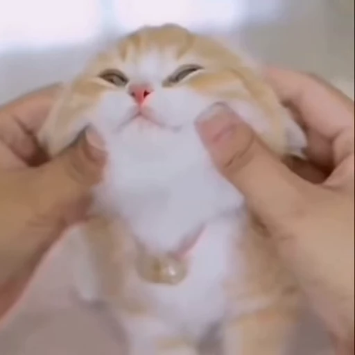 😽 Стикер «? Слушай музыку ?» для Telegram