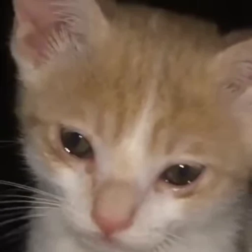 😿 Стикер «? Слушай музыку ?» для Telegram