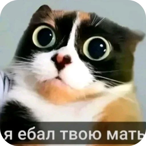 Стикерпак memasiki 1488 для Telegram — скачать