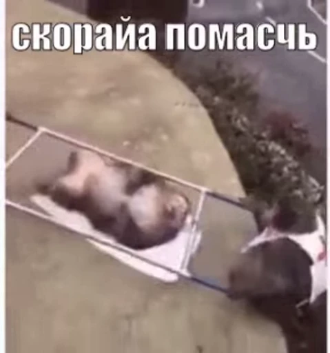 🚑 Стикер «Кому то плоха» для Telegram