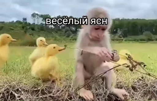 🐒 Стикер «Кому то плоха» для Telegram