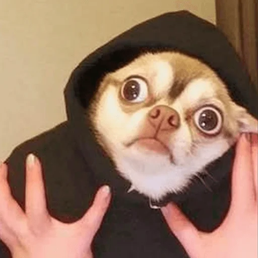 Стикерпак Meme bro для Telegram — скачать