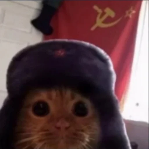 🇷🇺 Стикер «котики cats» для Telegram