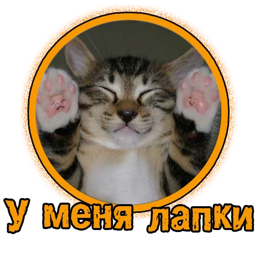 Стикерпак Милые котята для Telegram — скачать