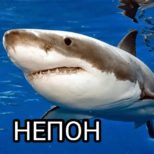 Стикерпак Memes 22 для Telegram — скачать