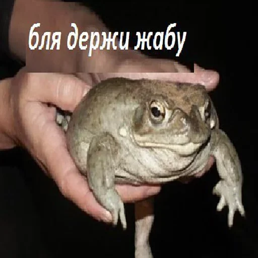🐸 Стикер «MDA» для Telegram