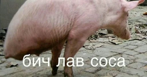 🐖 Стикер «MDA» для Telegram