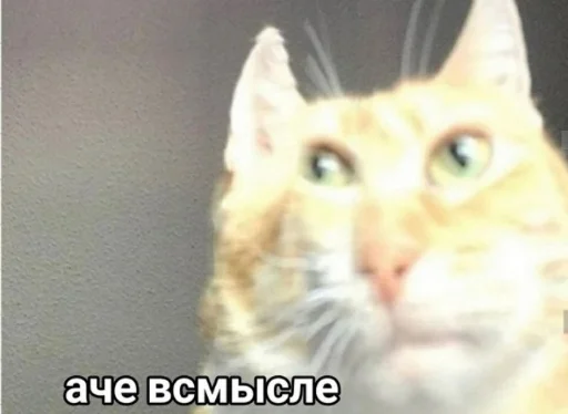 Стикерпак All you need is MEMES для Telegram — скачать