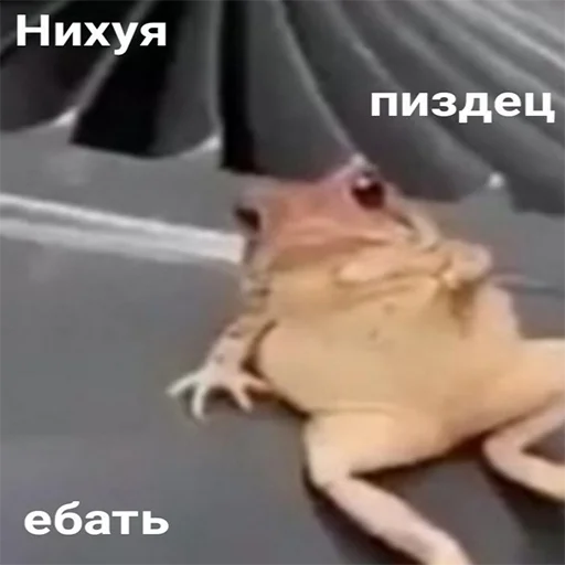Стикерпак мемосяндры для Telegram — скачать