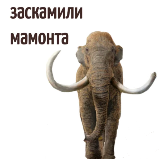 😬 Стикер «Мемы на все случаи жизни» для Telegram