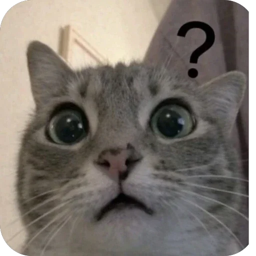 ❓ Стикер «Котомем.» для Telegram