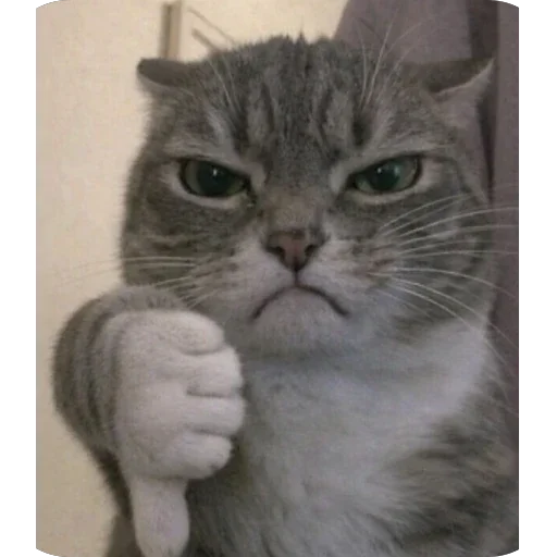 👎 Стикер «Котомем.» для Telegram
