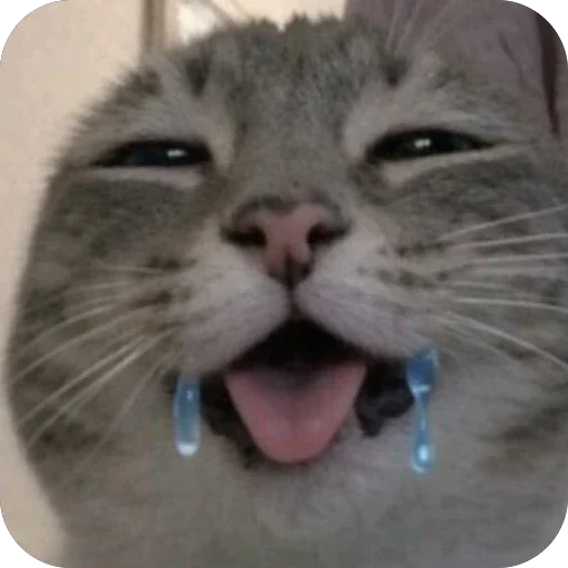 🥰 Стикер «Котомем.» для Telegram