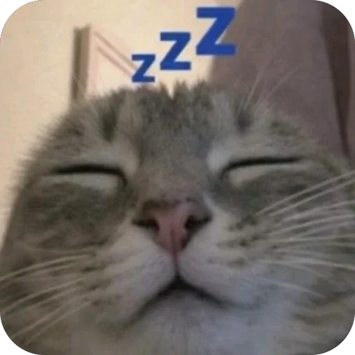 🥱 Стикер «Котомем.» для Telegram