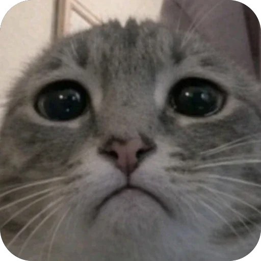 😕 Стикер «Котомем.» для Telegram