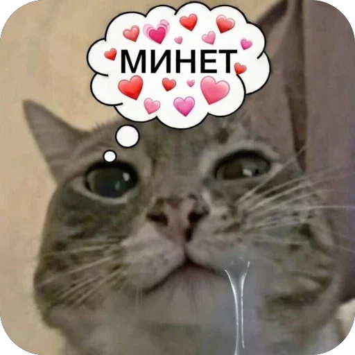 🫥 Стикер «Котомем.» для Telegram