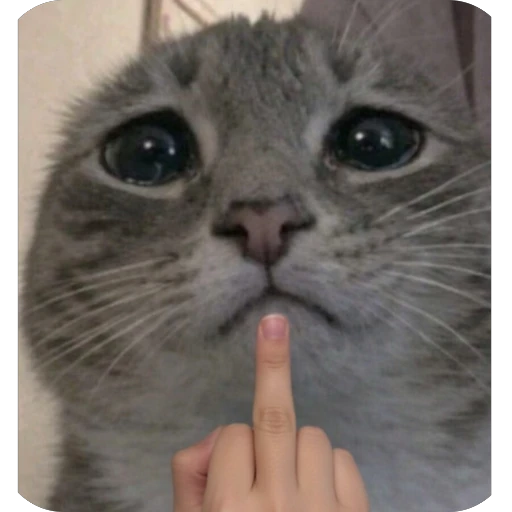 🫥 Стикер «Котомем.» для Telegram