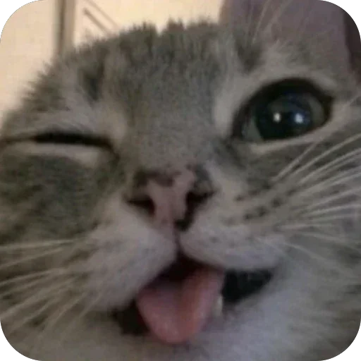 🤪 Стикер «Котомем.» для Telegram