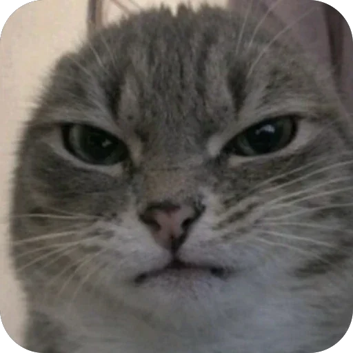 👍 Стикер «Котомем.» для Telegram