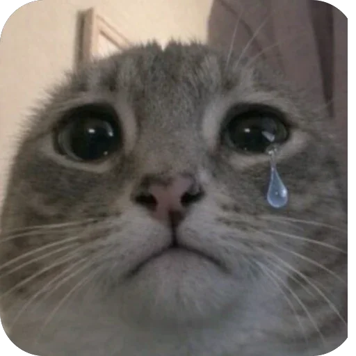 😢 Стикер «Котомем.» для Telegram
