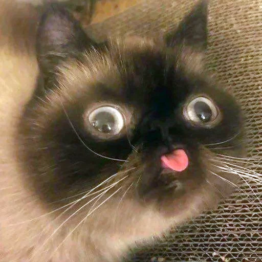 😛 Стикер «мемные стикеры для тебя» для Telegram