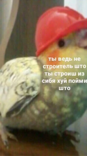 Стикерпак мєми про жівотних для Telegram — скачать