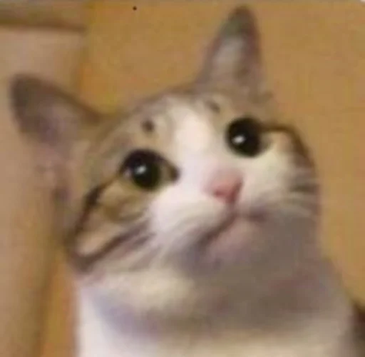 🥺 Стикер «kucingnya dante» для Telegram